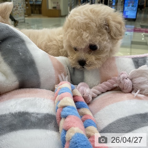 トイ・プードルの写真