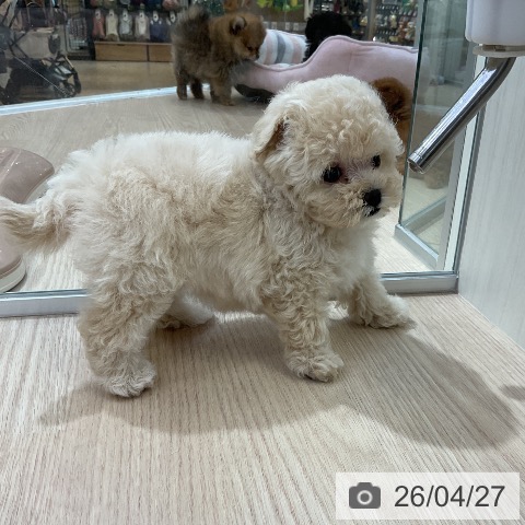 トイ・プードルの写真