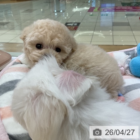 トイ・プードルの写真