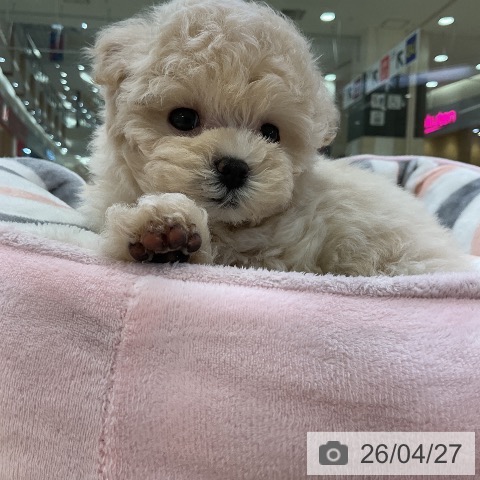 トイ・プードルの写真