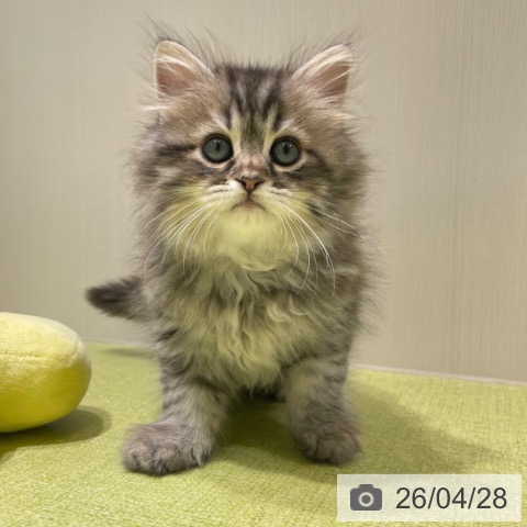 サイベリアンの写真