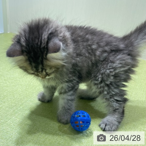 サイベリアンの写真