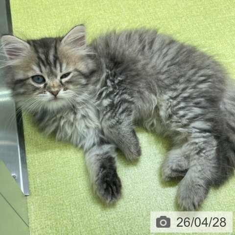 サイベリアンの写真