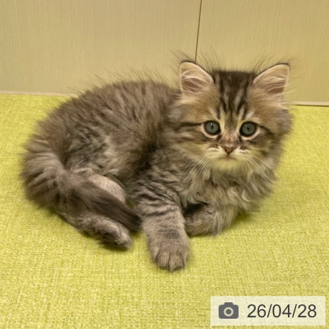 サイベリアンの写真