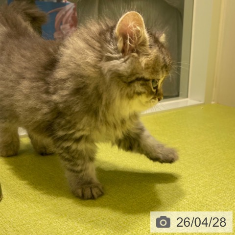 サイベリアンの写真