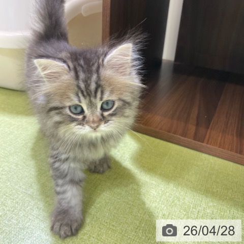 サイベリアンの写真