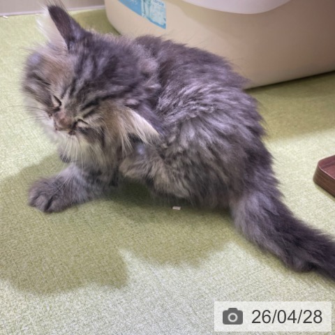 サイベリアンの写真