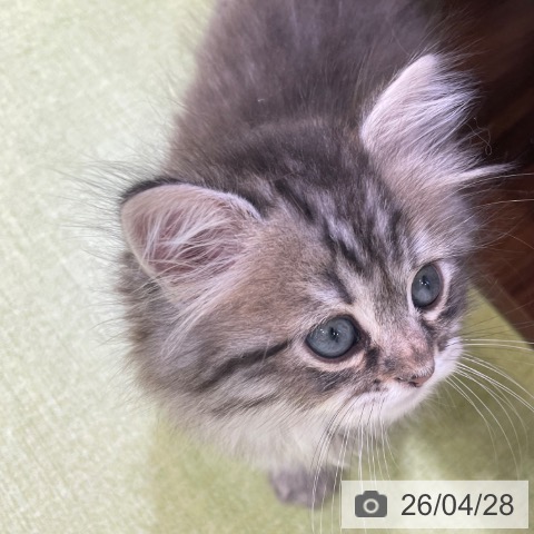 サイベリアンの写真