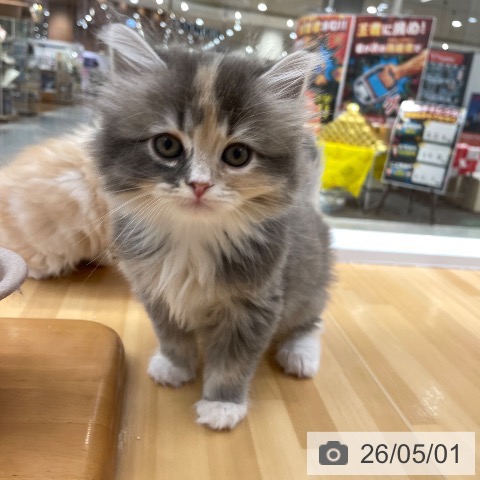 愛知県のサイベリアン (ペットプラス 豊田店/2026年2月26日生まれ/女の子/ブルークリームホワイト)の子猫の3枚目の画像