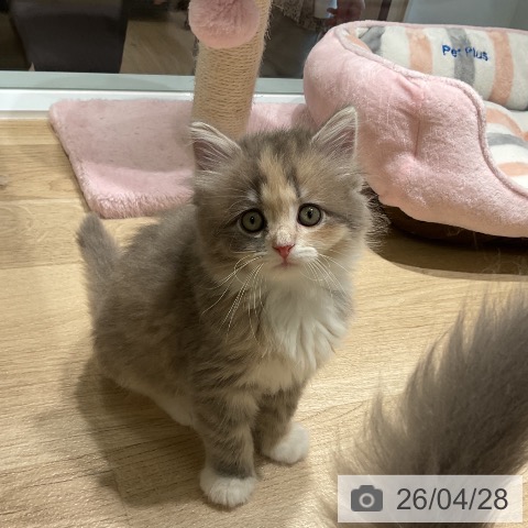 三重県のサイベリアン (ペットプラス 鈴鹿店/2026年2月26日生まれ/女の子/ブルークリームホワイト)の子猫の4枚目の画像
