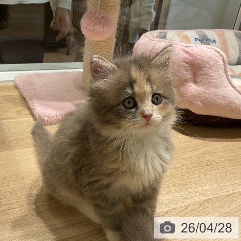 三重県のサイベリアン (ペットプラス 鈴鹿店/2026年2月26日生まれ/女の子/ブルークリームホワイト)の子猫の3枚目の画像
