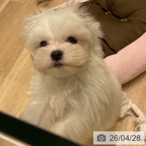 三重県のマルチーズ (ペットプラス 鈴鹿店/2026年2月23日生まれ/男の子/ホワイト)の子犬の4枚目の画像