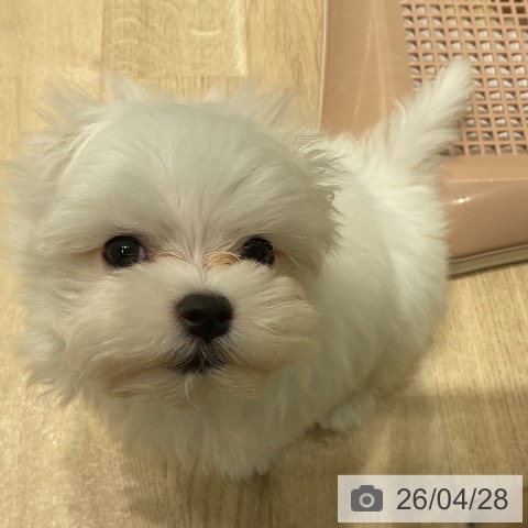 三重県のマルチーズ (ペットプラス 鈴鹿店/2026年2月23日生まれ/男の子/ホワイト)の子犬の3枚目の画像