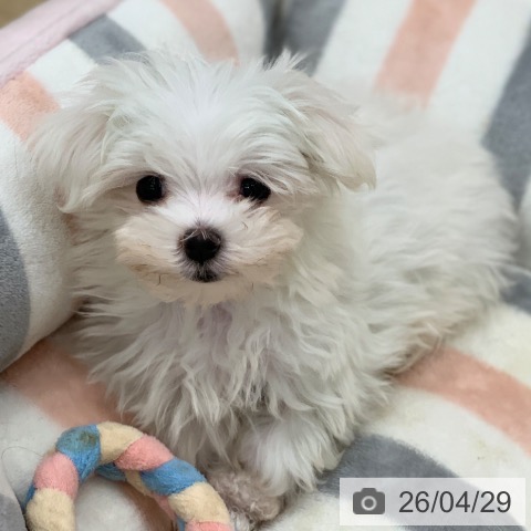 岐阜県のマルチーズ (ペットプラス 光ケ丘店/2026年2月23日生まれ/女の子/ホワイト)の子犬の4枚目の画像