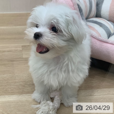 岐阜県のマルチーズ (ペットプラス 光ケ丘店/2026年2月23日生まれ/女の子/ホワイト)の子犬の3枚目の画像