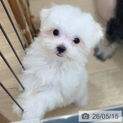 岐阜県のマルチーズ (ペットプラス 光ケ丘店/2026年2月23日生まれ/女の子/ホワイト)の子犬の3枚目の画像