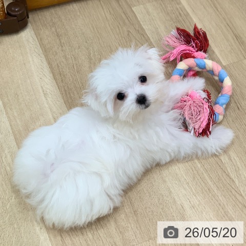 岐阜県のマルチーズ (ペットプラス 光ケ丘店/2026年2月23日生まれ/女の子/ホワイト)の子犬の4枚目の画像