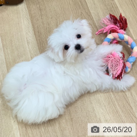 岐阜県のマルチーズ (ペットプラス 光ケ丘店/2026年2月23日生まれ/女の子/ホワイト)の子犬の3枚目の画像