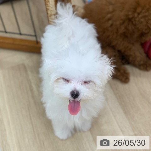 岐阜県のマルチーズ (ペットプラス 光ケ丘店/2026年2月23日生まれ/女の子/ホワイト)の子犬の3枚目の画像