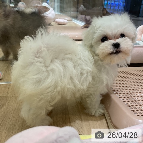 マルチーズの写真