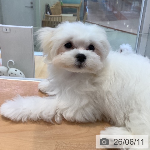 愛知県のマルチーズ (ペットプラス 三好店/2026年2月23日生まれ/女の子/ホワイト)の子犬の4枚目の画像