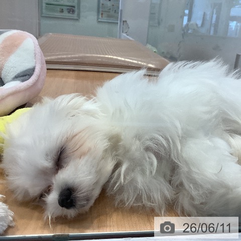 愛知県のマルチーズ (ペットプラス 三好店/2026年2月23日生まれ/女の子/ホワイト)の子犬の3枚目の画像