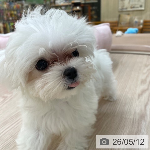 愛知県のマルチーズ (ペットプラス 豊田店/2026年2月23日生まれ/女の子/ホワイト)の子犬の4枚目の画像
