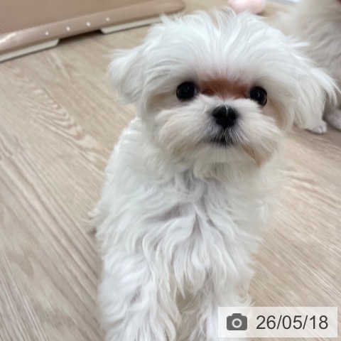 愛知県のマルチーズ (ペットプラス 豊田店/2026年2月23日生まれ/女の子/ホワイト)の子犬の4枚目の画像