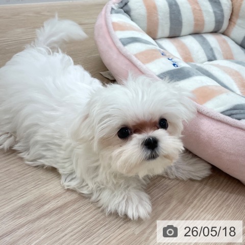 愛知県のマルチーズ (ペットプラス 豊田店/2026年2月23日生まれ/女の子/ホワイト)の子犬の3枚目の画像