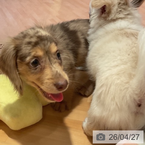 ミニチュア・ダックスフンドの写真