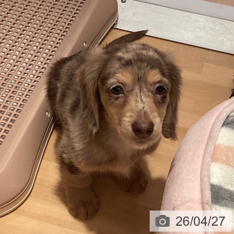 ミニチュア・ダックスフンドの写真