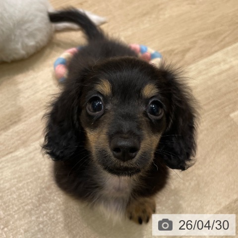 愛知県のミニチュアダックスフンド(ロング) (ペットプラス 則武新町店/2026年2月25日生まれ/男の子/ブラックタン)の子犬の4枚目の画像