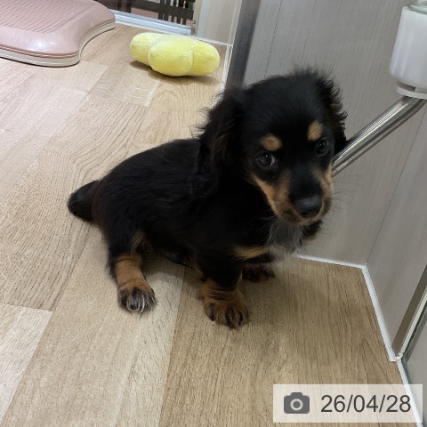 ミニチュア・ダックスフンドの写真