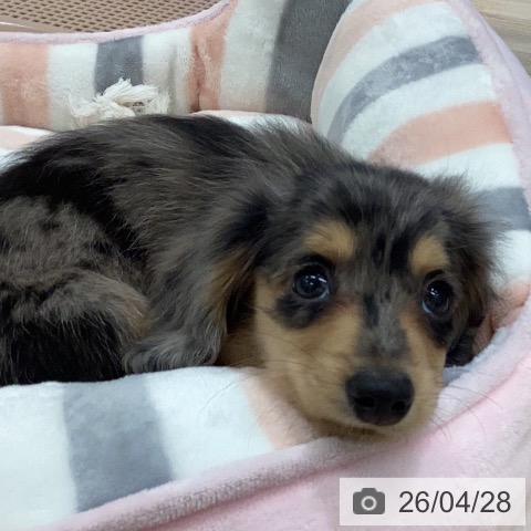 岐阜県のミニチュアダックスフンド(ロング) (ペットプラス 各務原店/2026年2月25日生まれ/男の子/シルバーダップル)の子犬の4枚目の画像