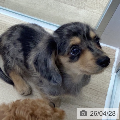 岐阜県のミニチュアダックスフンド(ロング) (ペットプラス 各務原店/2026年2月25日生まれ/男の子/シルバーダップル)の子犬の3枚目の画像