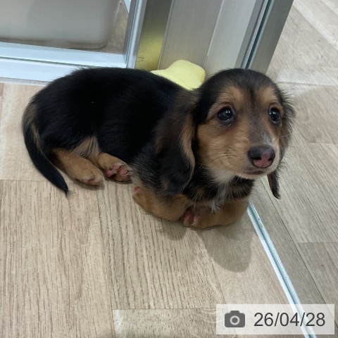 三重県のミニチュアダックスフンド(ロング) (ペットプラス 鈴鹿店/2026年2月25日生まれ/女の子/ブラックタン)の子犬の4枚目の画像