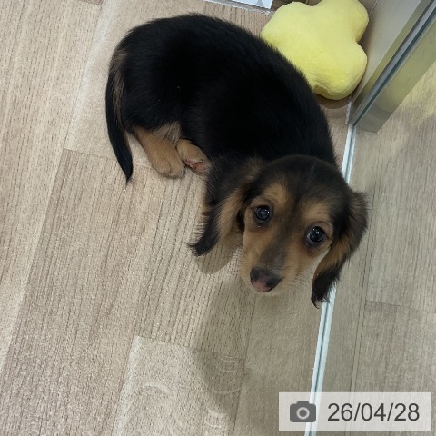 三重県のミニチュアダックスフンド(ロング) (ペットプラス 鈴鹿店/2026年2月25日生まれ/女の子/ブラックタン)の子犬の3枚目の画像