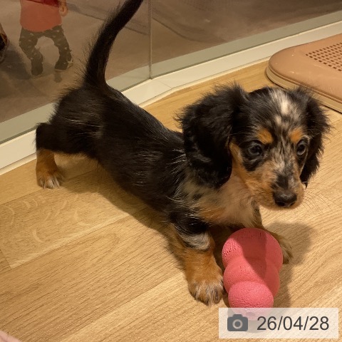 ミニチュア・ダックスフンドの写真