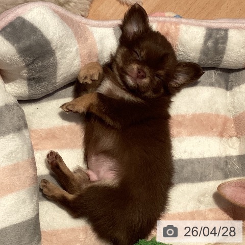 愛知県のチワワ(ロング) (ペットプラス 名古屋茶屋店/2026年2月26日生まれ/男の子/チョコレートクリーム)の子犬の3枚目の画像