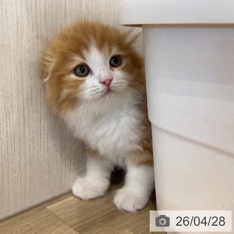 スコティッシュフォールドの写真