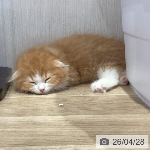 スコティッシュフォールドの写真