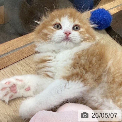 岐阜県のスコティッシュフォールド (ペットプラス 各務原店/2026年2月26日生まれ/男の子/レッドタビーホワイト)の子猫の3枚目の画像