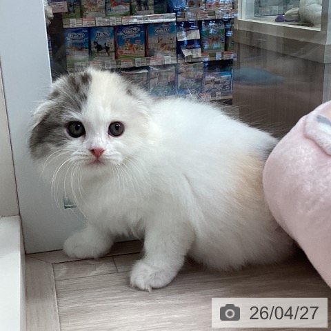 スコティッシュフォールドの写真