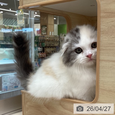 スコティッシュフォールドの写真