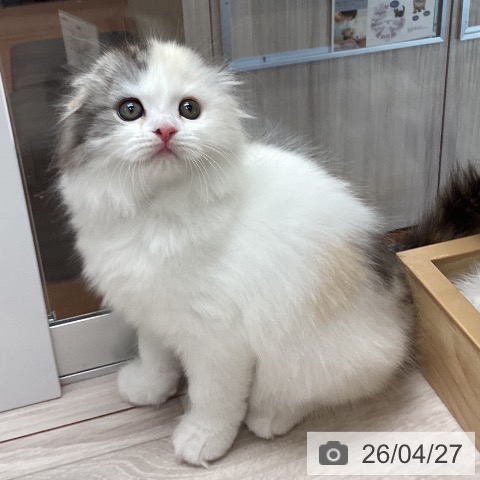 スコティッシュフォールドの写真