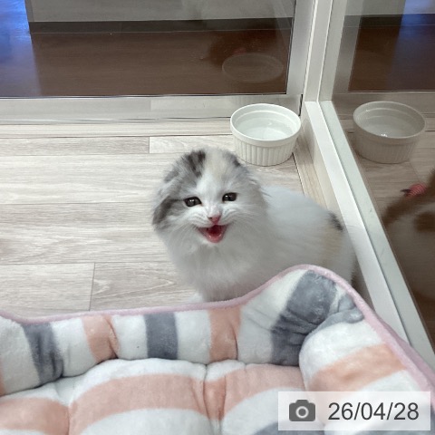 スコティッシュフォールドの写真