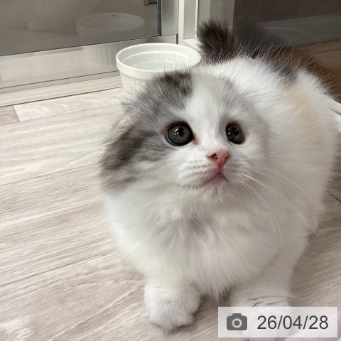 スコティッシュフォールドの写真