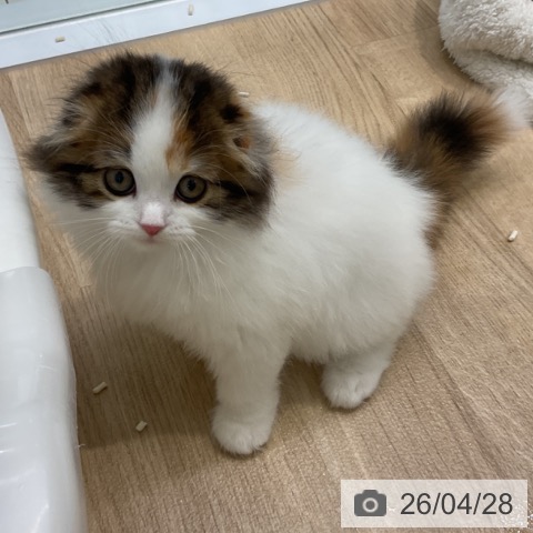 スコティッシュフォールドの写真