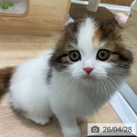 スコティッシュフォールドの写真