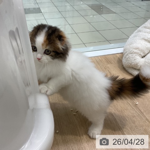 スコティッシュフォールドの写真